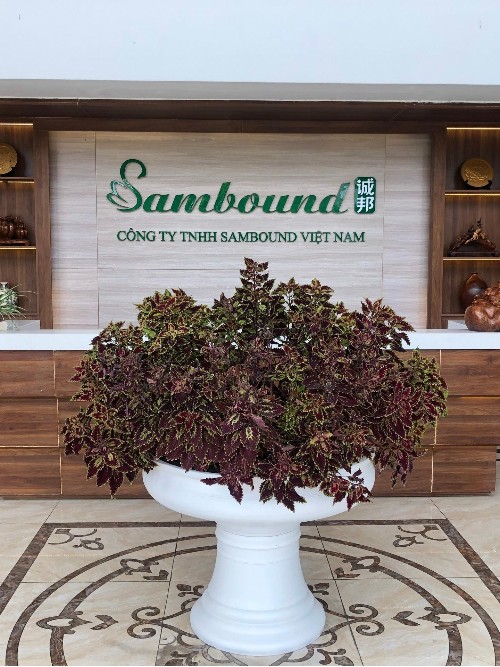 在越南的中國注塑廠：競爭優(yōu)勢與市場機(jī)遇